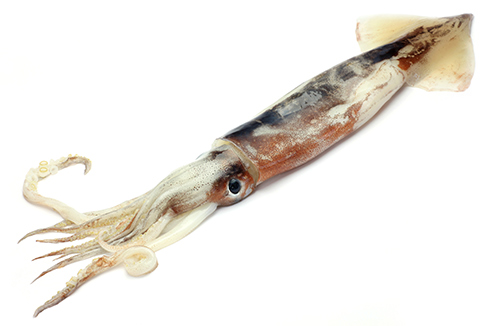 Nettoyer un calamar entier pour le mettre en brochette lefishgourmand